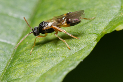 Microgastrinae