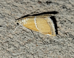 Abegesta
