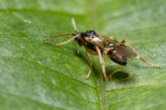 Microgastrinae