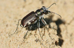 Cicindela scutellaris lecontei