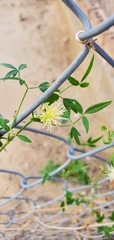 Clematis drummondii