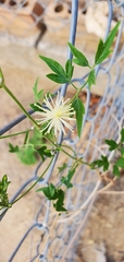 Clematis drummondii