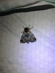 Harrisimemna trisignata