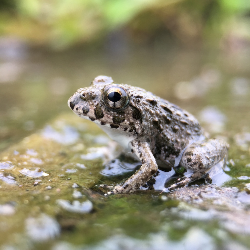 Japanese Rice Frog