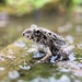 Rice Field Frog - Photo (c) Norio Nomura, some rights reserved (CC BY-SA), uploaded by Norio Nomura