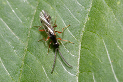 Proctotrupidae