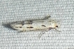 Mompha brevivittella