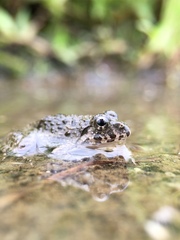 Fejervarya kawamurai