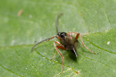 Proctotrupidae