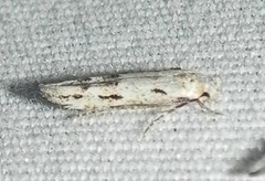 Mompha brevivittella