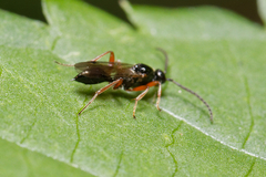 Proctotrupidae