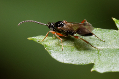 Proctotrupidae