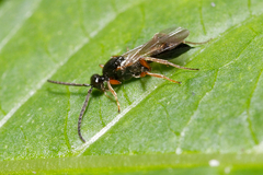Proctotrupidae