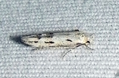 Mompha brevivittella