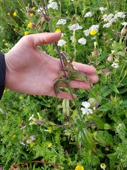 Silene latifolia