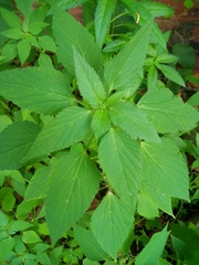 Speranskia cantonensis