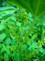 Speranskia cantonensis