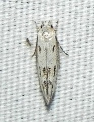 Mompha brevivittella