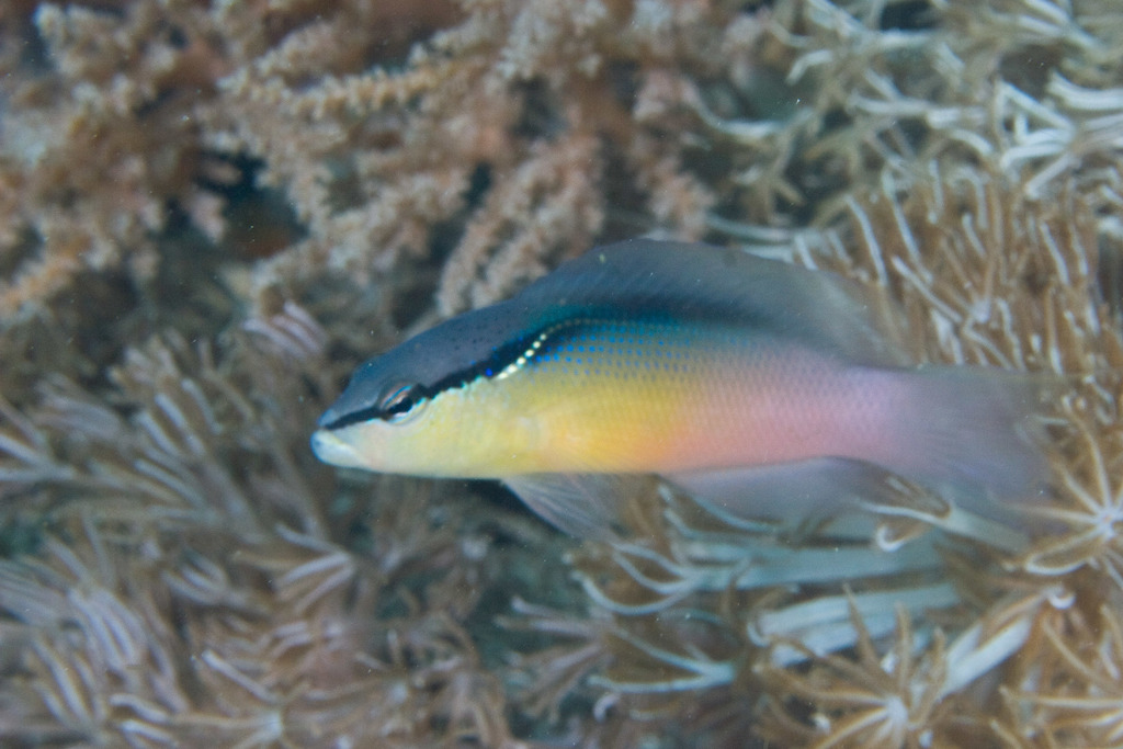 Bandit Dottyback