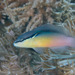 Blackstripe Dottyback - Photo (c) Mark Rosenstein, some rights reserved (CC BY-NC)