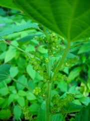 Speranskia cantonensis