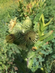 Cirsium parryi