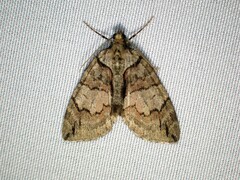 Hydriomena perfracta