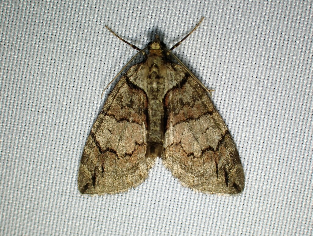 Hydriomena exculpata