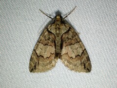 Hydriomena perfracta