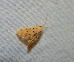 Calamoschoena stictalis