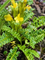 Pedicularis labradorica