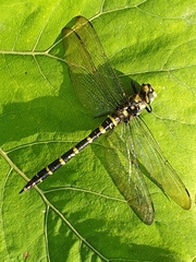 Cordulegaster bidentata