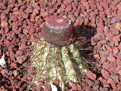 Melocactus bahiensis