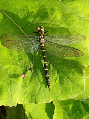 Cordulegaster bidentata