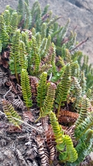 Polystichum andinum