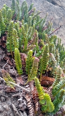 Polystichum andinum