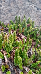 Polystichum andinum