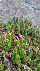 Polystichum andinum