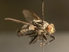 Sarcophaga variegata