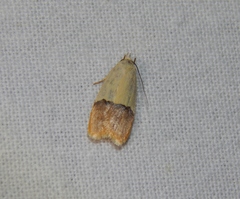 Odites natalensis
