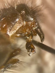 Sarcophaga variegata