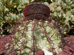 Melocactus bahiensis