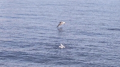 Larus argentatus