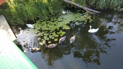 Cygnus olor