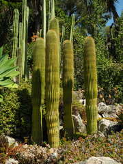 Cephalocereus polylophus