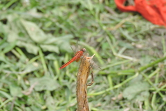 Crocothemis servilia