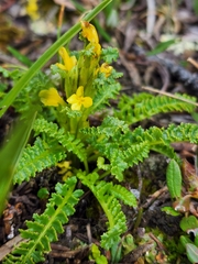 Pedicularis labradorica