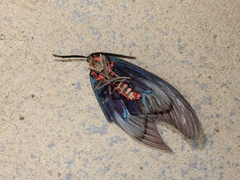 Gynautocera rubriscutellata