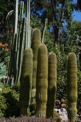 Cephalocereus polylophus
