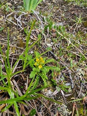 Pedicularis labradorica